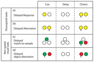 Comparative Overview of Visuospatial Working Memory in Monkeys and Rats